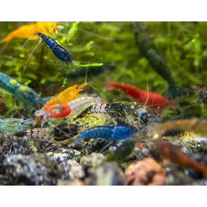 КРЕВЕТКА НЕОКАРИДИНА ЦВЕТНАЯ АССОРТИ - Neocaridina ass.