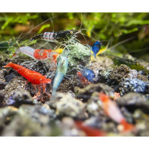 КРЕВЕТКА НЕОКАРИДИНА ЦВЕТНАЯ АССОРТИ - Neocaridina ass.