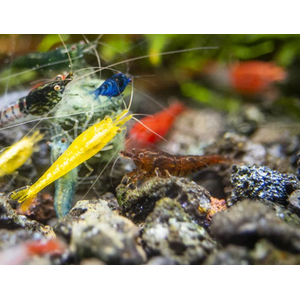 КРЕВЕТКА НЕОКАРИДИНА ЦВЕТНАЯ АССОРТИ - Neocaridina ass.