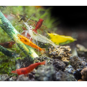 КРЕВЕТКА НЕОКАРИДИНА ЦВЕТНАЯ АССОРТИ - Neocaridina ass.