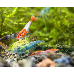 КРЕВЕТКА НЕОКАРИДИНА ЦВЕТНАЯ АССОРТИ - Neocaridina ass.