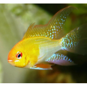 Апистограмма Рамирези Голд (Mikrogeophagus ramirezi Gold) — пресноводная лучеперая рыбка из семейства Цихловые, селекционная форма апистограммы Рамирези.