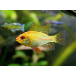 Апистограмма Рамирези Голд (Mikrogeophagus ramirezi Gold) — пресноводная лучеперая рыбка из семейства Цихловые, селекционная форма апистограммы Рамирези.