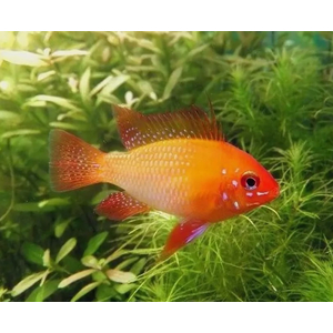 Апистограмма Рамирези Голд (Mikrogeophagus ramirezi Gold) — пресноводная лучеперая рыбка из семейства Цихловые, селекционная форма апистограммы Рамирези.