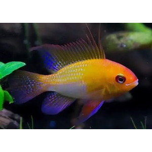 Апистограмма Рамирези Голд (Mikrogeophagus ramirezi Gold) — пресноводная лучеперая рыбка из семейства Цихловые, селекционная форма апистограммы Рамирези.