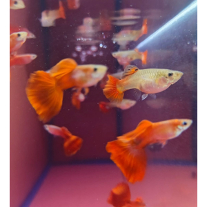 ГУППИ КОРИЧНЕВЫЙ - Guppy brown самец/самка