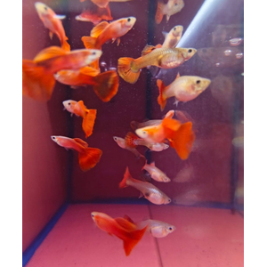 ГУППИ КОРИЧНЕВЫЙ - Guppy brown самец/самка