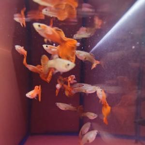 ГУППИ КОРИЧНЕВЫЙ - Guppy brown самец/самка