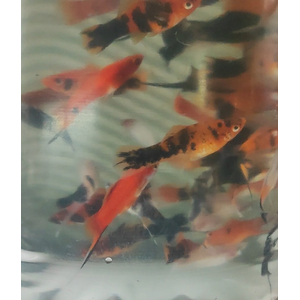 МЕЧЕНОСЕЦ - Xiphophorus