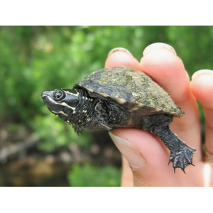 Черепаха Мускусная - Sternotherus odoratus
