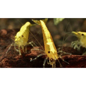 КРЕВЕТКА ЖЕЛТАЯ НЕОНОВАЯ - Neocaridina heteropoda