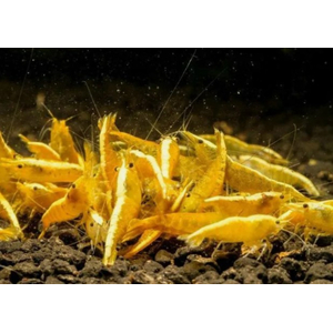 КРЕВЕТКА ЖЕЛТАЯ НЕОНОВАЯ - Neocaridina heteropoda