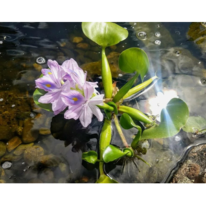 ГИАЦИНТ ВОДНЫЙ - Eichhornia crassipes