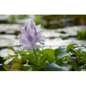 ГИАЦИНТ ВОДНЫЙ - Eichhornia crassipes