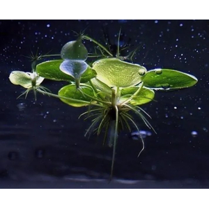 ЛИМНОБИУМ ПОБЕГОНОСНЫЙ - Limnobium laevigatum