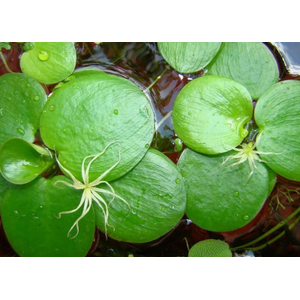 ЛИМНОБИУМ ПОБЕГОНОСНЫЙ - Limnobium laevigatum