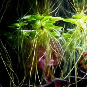 ЛИМНОБИУМ ПОБЕГОНОСНЫЙ - Limnobium laevigatum