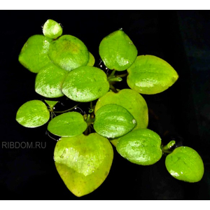 ЛИМНОБИУМ ПОБЕГОНОСНЫЙ - Limnobium laevigatum