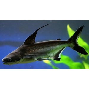 АКУЛИЙ СОМ ВЫСОКОПЛАВНИЧНЫЙ, Пангасиус, Pangasius sutchii