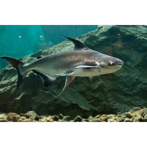 АКУЛИЙ СОМ ВЫСОКОПЛАВНИЧНЫЙ, Пангасиус, Pangasius sutchii