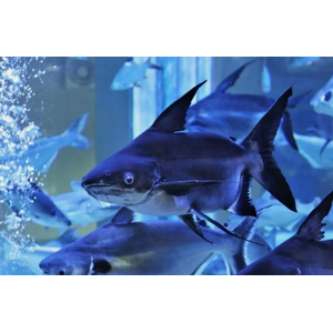 АКУЛИЙ СОМ ВЫСОКОПЛАВНИЧНЫЙ, Пангасиус, Pangasius sutchii
