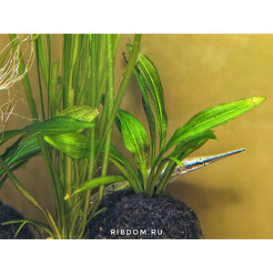 ПАНЦИРНАЯ ЩУКА ФЛОРИДСКАЯ -  (Lepisosteus platyrhincus)ПАНЦИРНАЯ ЩУКА ФЛОРИДСКАЯ -  (Lepisosteus platyrhincus)