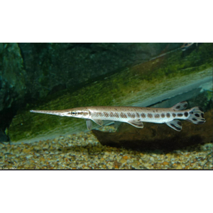 ПАНЦИРНАЯ ЩУКА ФЛОРИДСКАЯ -  (Lepisosteus platyrhincus)