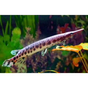 ПАНЦИРНАЯ ЩУКА ФЛОРИДСКАЯ -  (Lepisosteus platyrhincus)