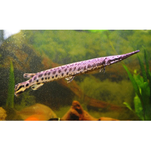 ПАНЦИРНАЯ ЩУКА ФЛОРИДСКАЯ -  (Lepisosteus platyrhincus)