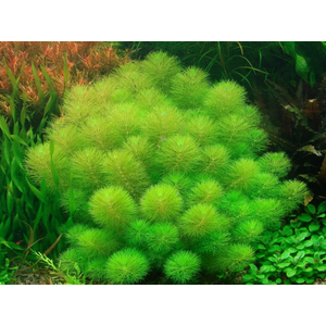 Лимнофила (Амбулия) водная (Limnophila aquatica) — длинностебельное аквариумное растение из семейства Подорожниковые. Также известна как гигантская, или королевская, амбулия.