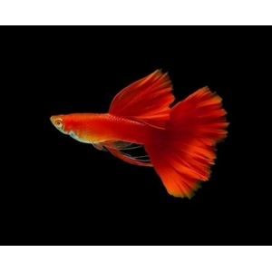 ГУППИ ФУЛ РЕД АЛЬБИНО, КРАСНЫЙ КРАСНОГЛАЗЫЙ - Guppy full red albino