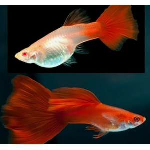 ГУППИ ФУЛ РЕД АЛЬБИНО, КРАСНЫЙ КРАСНОГЛАЗЫЙ - Guppy full red albino самка/самец