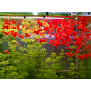 ГУППИ ФУЛ РЕД АЛЬБИНО, КРАСНЫЙ КРАСНОГЛАЗЫЙ - Guppy full red albino самка/самец