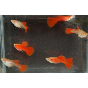 ГУППИ ФУЛ РЕД АЛЬБИНО, КРАСНЫЙ КРАСНОГЛАЗЫЙ - Guppy full red albino самка/самец
