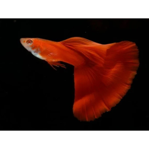 ГУППИ ФУЛ РЕД АЛЬБИНО, КРАСНЫЙ КРАСНОГЛАЗЫЙ - Guppy full red albino