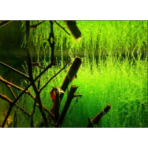 МОХ СТРИНГ - Leptodictyum riparium Stringy