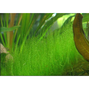 МОХ СТРИНГ - Leptodictyum riparium Stringy