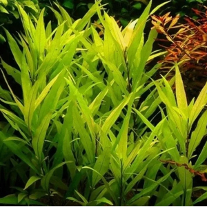 ГИГРОФИЛА ОЗЁРНАЯ - Hygrophila lacustris