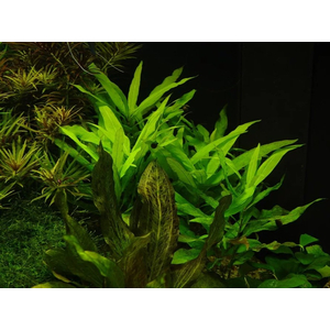 ГИГРОФИЛА ОЗЁРНАЯ - Hygrophila lacustris