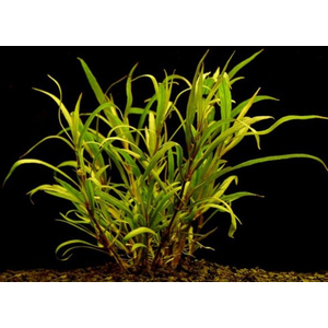 ГИГРОФИЛА ОЗЁРНАЯ - Hygrophila lacustris