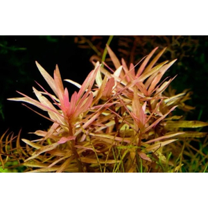 АММАНИЯ  ИЗЯЩНАЯ - Ammania gracilis