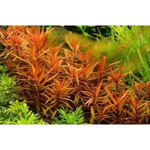 АММАНИЯ  ИЗЯЩНАЯ - Ammania gracilis