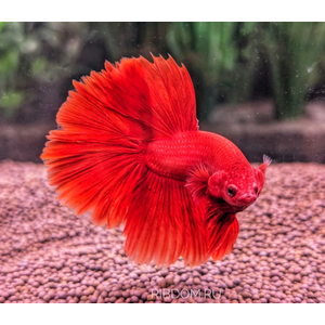 Петушок Халф Мун (международное название — Betta Halfmoon (Betta splendens)) — селекционная форма лабиринтовой рыбы, другое название — бойцовая рыбка.
