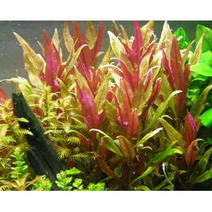 АЛЬТЕРНАНТЕРА РОЗОВАЯ - Alternanthera rosaefolia