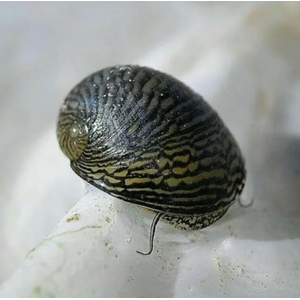 УЛИТКА ТЕОДОКСУС ФЛЮВИАТИЛИС - Theodoxus fluviatilis