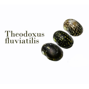 УЛИТКА ТЕОДОКСУС ФЛЮВИАТИЛИС - Theodoxus fluviatilis