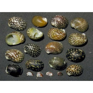 УЛИТКА ТЕОДОКСУС ФЛЮВИАТИЛИС - Theodoxus fluviatilis