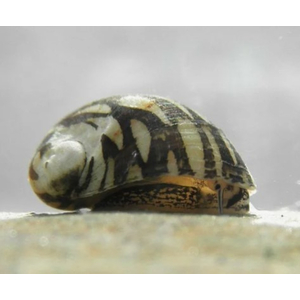 УЛИТКА ТЕОДОКСУС ФЛЮВИАТИЛИС - Theodoxus fluviatilis