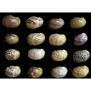 УЛИТКА ТЕОДОКСУС ФЛЮВИАТИЛИС - Theodoxus fluviatilis