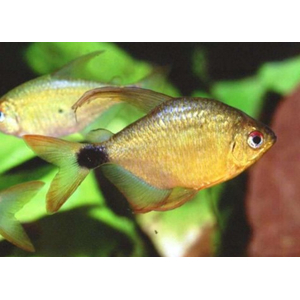 ТЕТРА КИТТИ - Хифессобрикон хелиактус - Hyphessobrycon heliacus